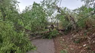 Tormenta eléctrica deja sin luz a vecinos y provoca caída de árboles en La Conquista, Hecelchakán