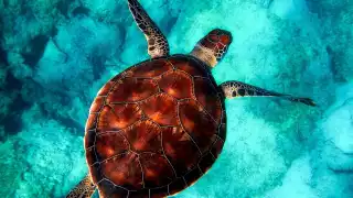 Cuatro especies de tortugas marinas que podrás encontrar en Quintana Roo