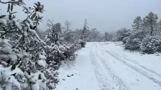 Frente Frío 24: Chihuahua y Sonora se 'cubren de blanco' por caída de nieve
