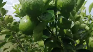 La demanda por la temporada vacacional que se aproxima favorece el incremento en su costo