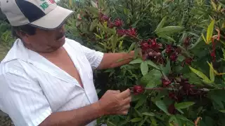 El labriego de X-Makulán explicó que la planta se adaptó al suelo y clima yucatecos