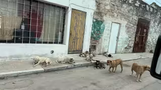 Jaurías de perros callejeros generan alarma en Ciudad del Carmen