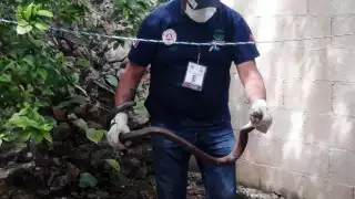 Serpiente de más de un metro aterroriza a familia en Oxkutzcab