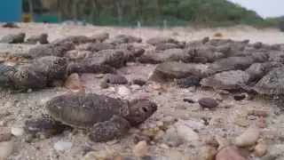 Campeche sembrará 5 mil plantas en dunas costeras para proteger tortugas marinas
