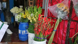 Floristas esperan repunte por día de muertos, ya se reportan listos para las celebraciones. Foto: Irene Barredas

