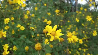 Los apicultores de Tizimín esperan comenzar la cosecha de miel de tajonal a principios de febrero