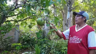 Existen comunidades donde aún conservan los árboles y siguen utilizando el producto para hacer recipientes para líquidos