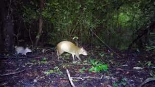 Así protegen los cultivos en Campeche del ataque de animales con apoyo de cámaras trampa 