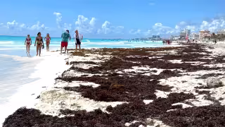 Activan  semáforo rojo  por sargazo en costas de  Xcalak y Cozumel