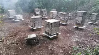 Los fuertes temporales del 2020 causaron inundaciones que afectaron las colmenas de los apicultores