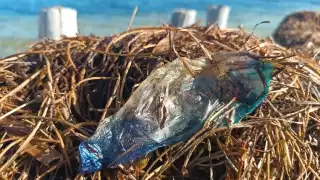 En Chabihau, se reporta nula presencia de la carabela portuguesa