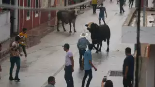 Los participantes del evento corrieron detrás de los toros