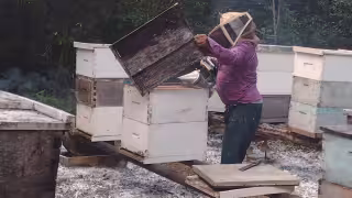 Apicultores de Tenabo alertan por imparable robo de colmenas; pérdidas superan los 25 mil pesos
