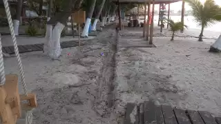 Las obras afectan a especies amenazadas y sujetas a protección especial