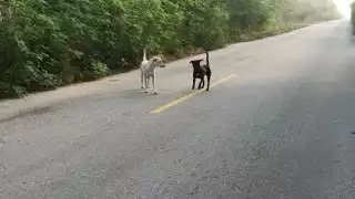 Automovilistas dijeron que estos animales podrían ocasionar algún accidente, sobre todo por la noche, ya que salen de la maleza y persiguen a los transeúntes