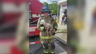 El 'lomito' rescatada de un incendio en Playa del Carmen resultó con quemaduras, por lo que fue llevado al Centro de Bienestar Animalo de la ciudad
