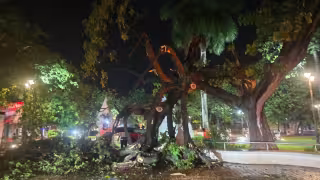 Fuertes lluvias desgajan antiguo árbol en el parque de San Martín de Campeche