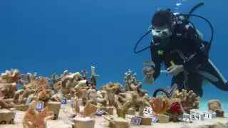 Los arrecifes son hogar de diversas criaturas y flora marina que conviven en armonía