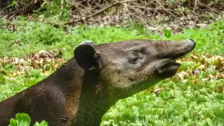 En Balamkí y Balamkú ha iniciado la instalación de bebederos artificiales para la fauna en Campeche