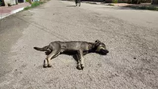 La matanza de animales y los actos de crueldad contra la fauna quedan impunes, pues si no hay evidencias no se puede proceder