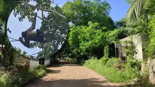 Los pobladores temían que el primate fuese lastimado por los curiosos