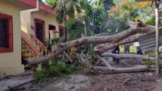 el árbol se cayó en una casa de la colonia Francisco May en Felipe Carrillo Puerto