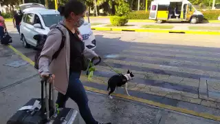 La raza Pug no pueden viajar en el compartimiento de equipaje debido a su tipo de nariz, achatada lo que le impide respirar