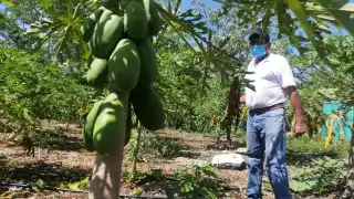 Don Javier cosecha frutas y verduras que vende en Cancún y Puerto Morelos