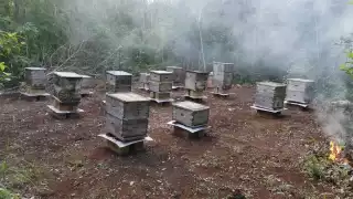 La miel es apreciada en el extranjero por su sabor y textura, de ahí el incremento en su exportación