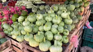  Regalan calabacita en Hopelchén por sobreoferta y sobreproducción   