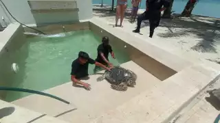 Rescatan a tortuga de carey que cayó a una piscina en San Bruno, Dzemul