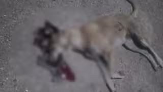 En varias zonas de la localidad la población refiere que hace falta más compromiso y atención hacia los seres más vulnerables