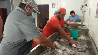 Pescadores registran baja captura de pulpo en puertos de Yucatán