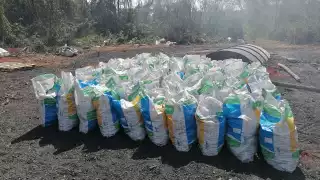 El líder maya señala que los menonitas talan árboles milenarios para vender carbón vegetal a 3 pesos el kilo