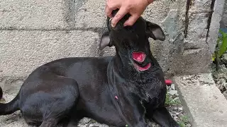 La dueña de la perrita ya interpuso una denuncia para investigar el caso