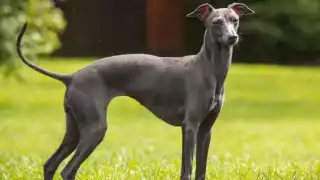 Un perro galgo italiano resultó positivo a la prueba para detectar la viruela del mono, que fue comparada con la de un paciente activo