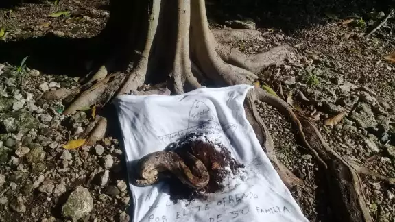 El cuerpo del reptil se encontraba dentro del tronco de un árbol, por lo que alertó a las familias que se encontraban por el lugar El cuerpo del reptil se encontraba dentro del tronco de un árbol, por lo que alertó a las familias que se encontraban por el lugar