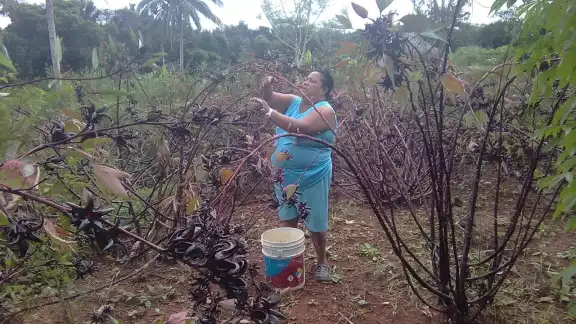 La Jamaica está siendo cultivada por una mujer de la comunidad de X-Conhá. La Jamaica está siendo cultivada por una mujer de la comunidad de X-Conhá.