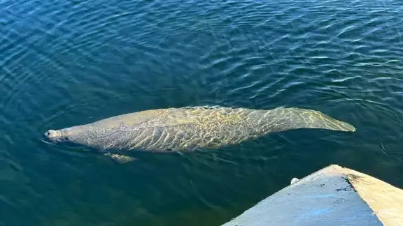 Se estima que quedan menos de 10 mil ejemplares en estado salvaje y es uno de los principales limpiadores de algas marinas Se estima que quedan menos de 10 mil ejemplares en estado salvaje y es uno de los principales limpiadores de algas marinas