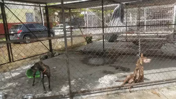 La cadena del perro había quedado muy corta, lo que ocasionó que el perro quedará colgando de ella La cadena del perro había quedado muy corta, lo que ocasionó que el perro quedará colgando de ella
