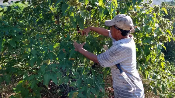 Los campesinos esperan que los centros de acopio paguen bien el kilogramo de su producto para captar recursos suficientes Los campesinos esperan que los centros de acopio paguen bien el kilogramo de su producto para captar recursos suficientes