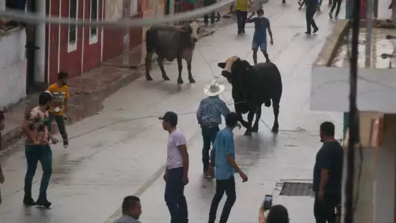 Los participantes del evento corrieron detrás de los toros Los participantes del evento corrieron detrás de los toros