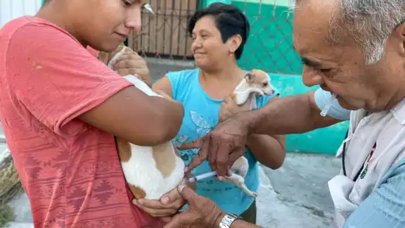 La Secretaría de Salud de Campeche realiza hoy una jornada gratuita de vacunación antirrábica en todo el estado.
La Secretaría de Salud de Campeche realiza hoy una jornada gratuita de vacunación antirrábica en todo el estado.