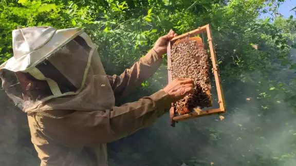 El escarabajo de colmena reduce la población de obreras al alimentarse de miel y larvas