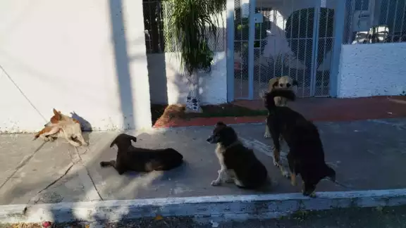 Son más de 15 perros los que han causado destrozos y accidentes en la colonia