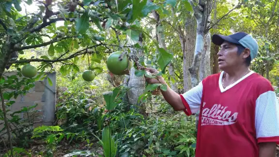 Existen comunidades donde aún conservan los árboles y siguen utilizando el producto para hacer recipientes para líquidos Existen comunidades donde aún conservan los árboles y siguen utilizando el producto para hacer recipientes para líquidos