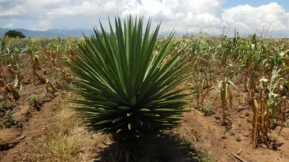 Tequila, una bebida orgullosamente tapatía con sabor y personalidad únicos Tequila, una bebida orgullosamente tapatía con sabor y personalidad únicos