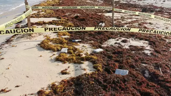 La droga fue asegurada mientras se acordonaba el área para realizar el levantamiento del alcaloide La droga fue asegurada mientras se acordonaba el área para realizar el levantamiento del alcaloide