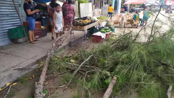 Por fortuna, la caída de las ramas no logró lastimar a nadie, pero sí se llevaron el susto varios transeúntes que estuvieron a punto de resultar con golpes. Foto: Rafael Jiménez Por fortuna, la caída de las ramas no logró lastimar a nadie, pero sí se llevaron el susto varios transeúntes que estuvieron a punto de resultar con golpes. Foto: Rafael Jiménez