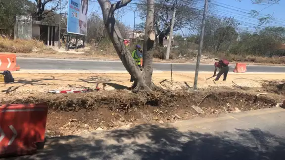 Las plantas tendrán un nuevo espacio, a un costado de donde fueron retiradas, para brindar sombra a los ciudadanos. Las plantas tendrán un nuevo espacio, a un costado de donde fueron retiradas, para brindar sombra a los ciudadanos.